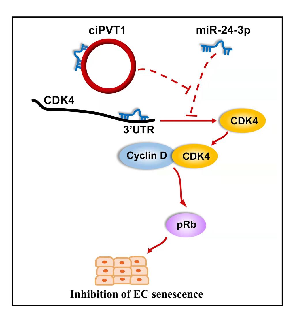 D518E8E52EDAE48FF93B366D013_65759115_1093A